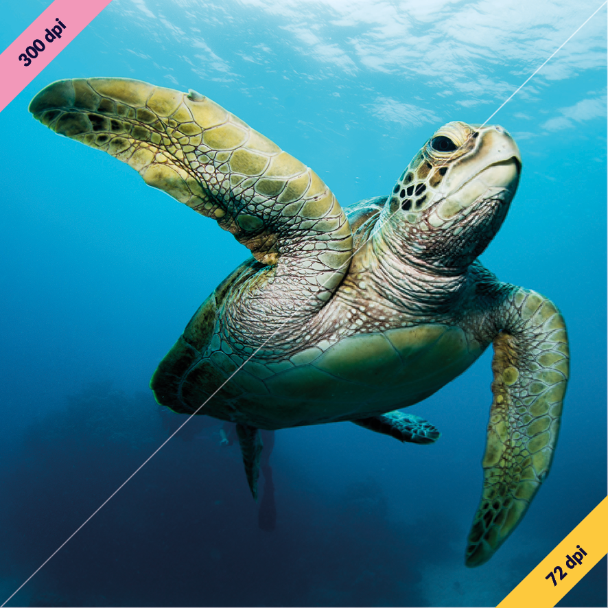High-resolution images equal high-quality print High-resolution images equal high-quality print